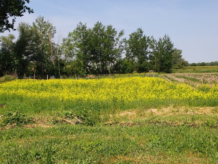 Bild Bienenwiese.jpg