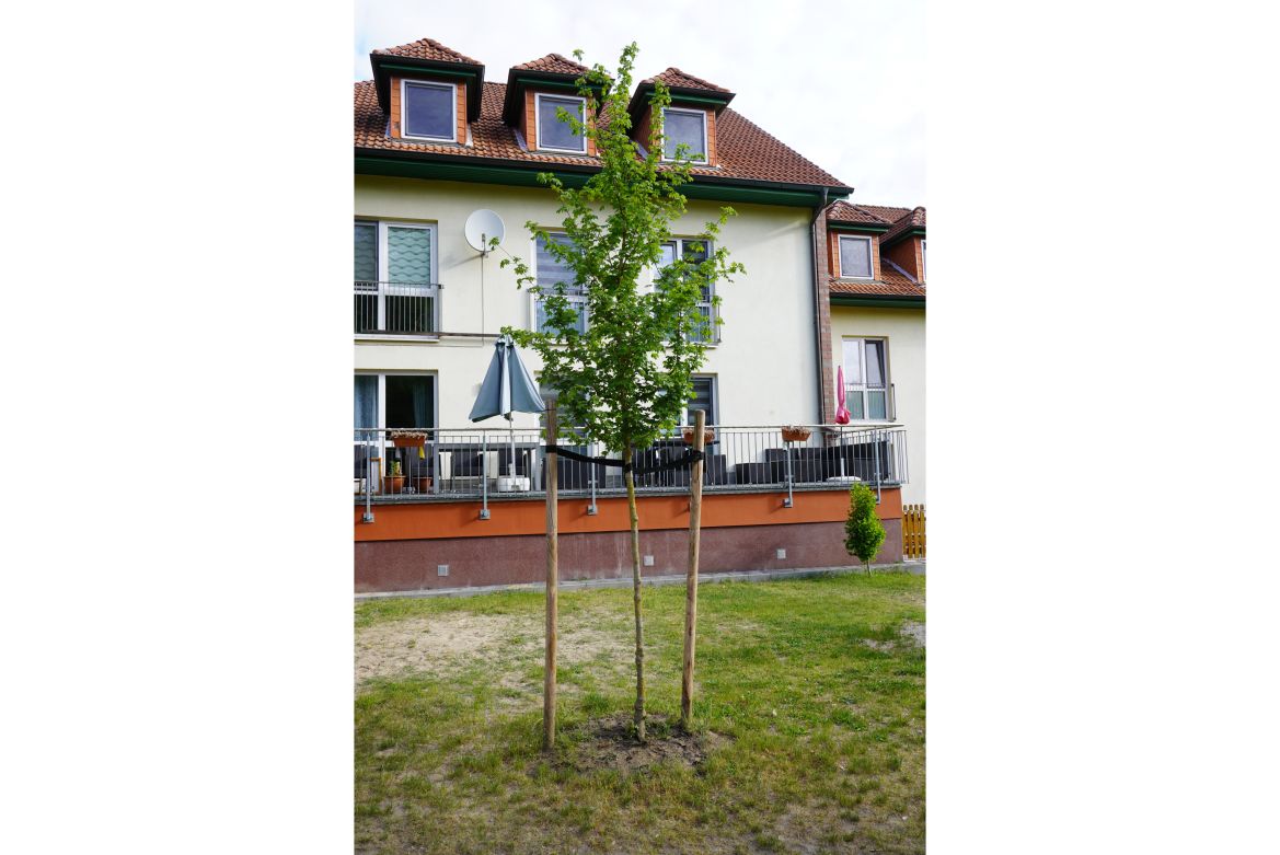 Baumspende.jpg