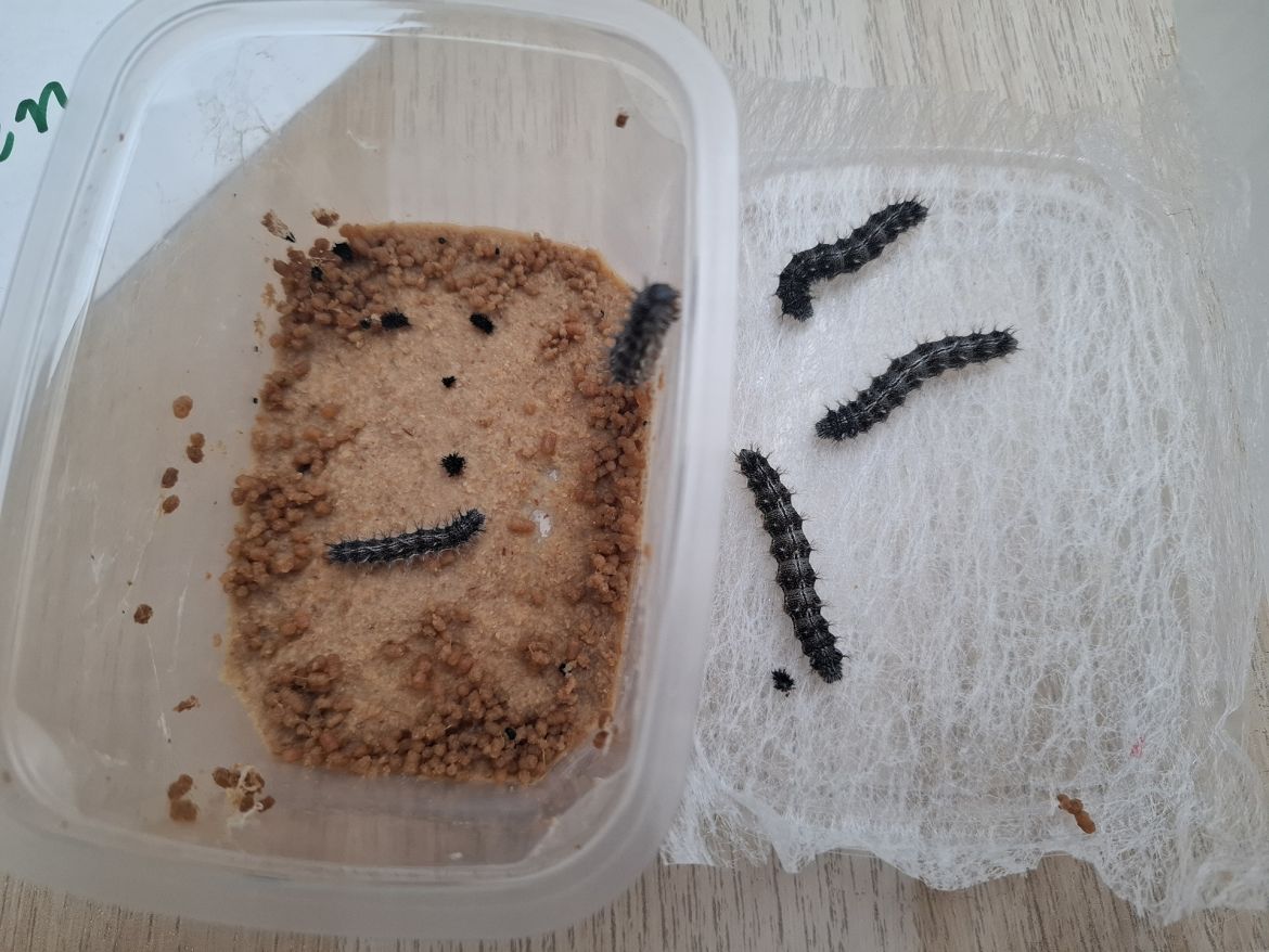 Umweltprojekt Kita Maulwurf 630.jpg