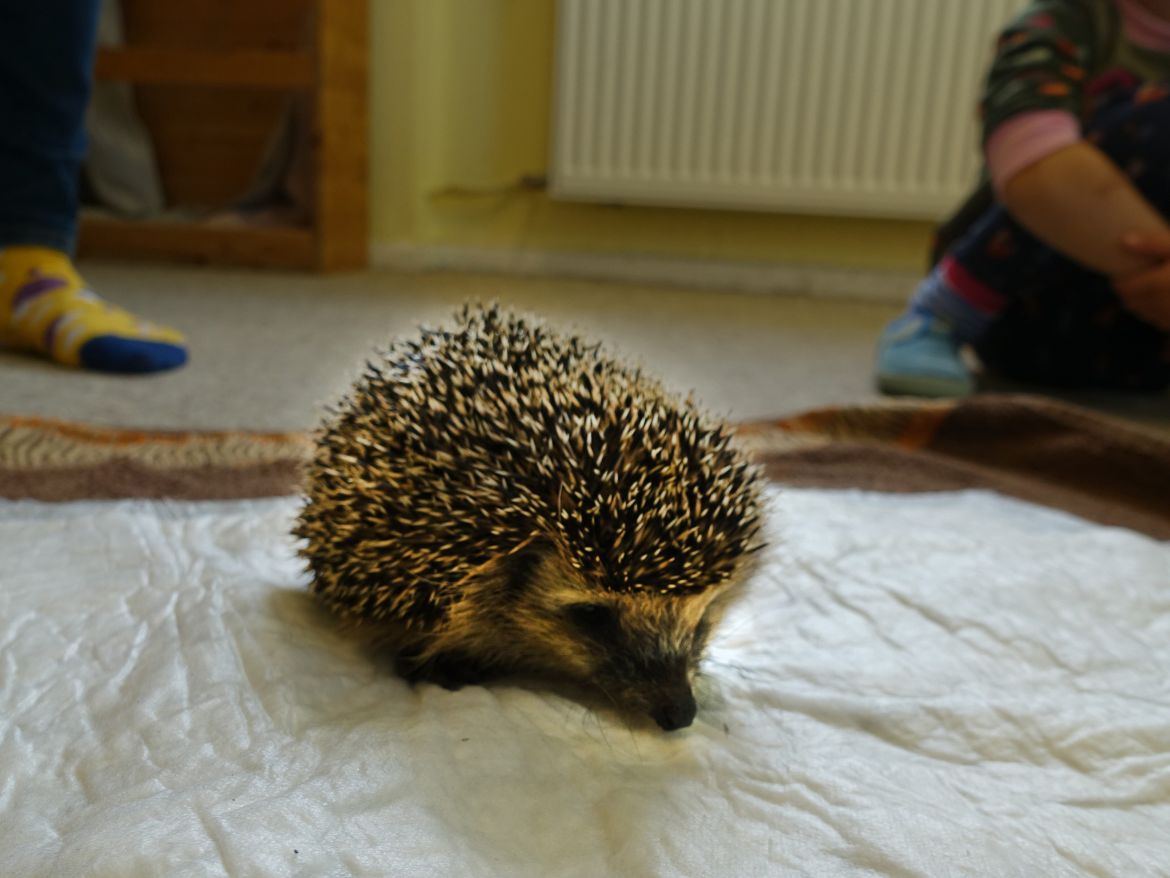 Igelbesuch_883.jpg